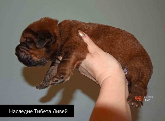 Щенки от пары Брайн х Ютера